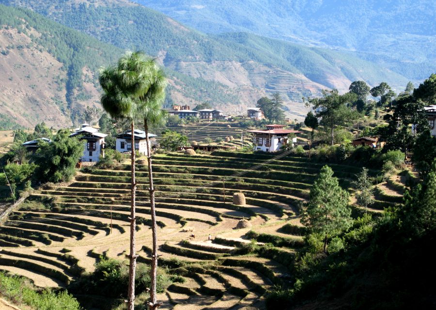 Terraced fields cut into a hillside with farmhouses among them