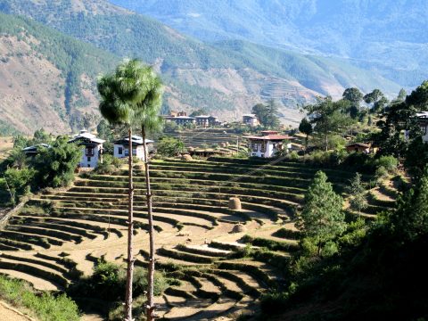 Terraced fields cut into a hillside with farmhouses among them