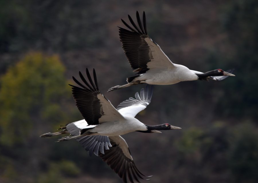 Black neck cranes flying · Birds · Phobjikha · Gangtey