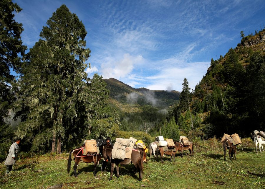 A train of pack horses on a forest trail with a handler in a gho