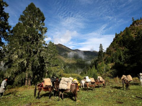 A train of pack horses on a forest trail with a handler in a gho