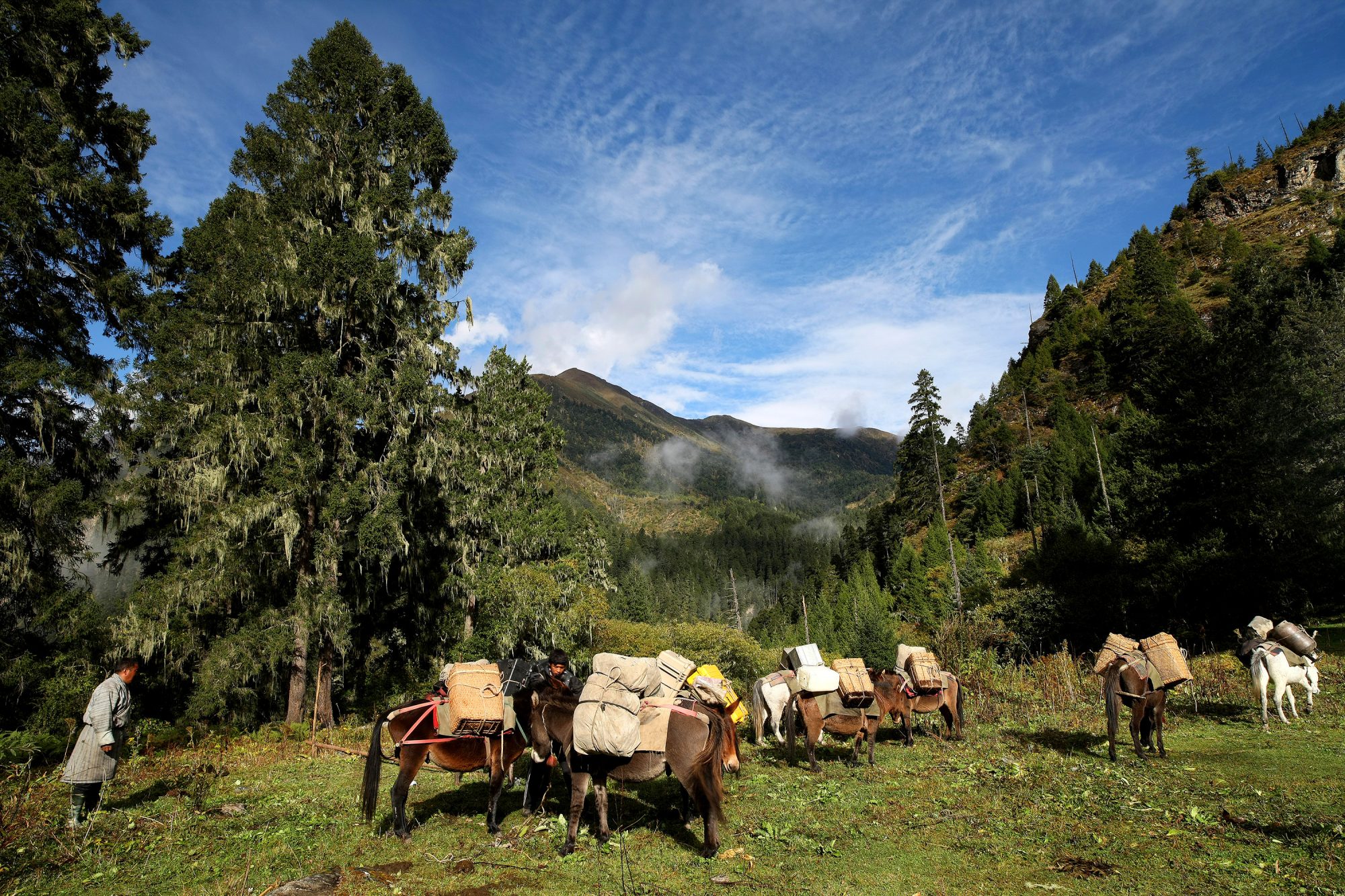 A train of pack horses on a forest trail with a handler in a gho