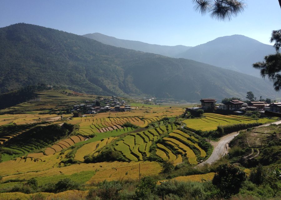 The Punakha valley with rice terraces turning gold and a farmhouse on the slope