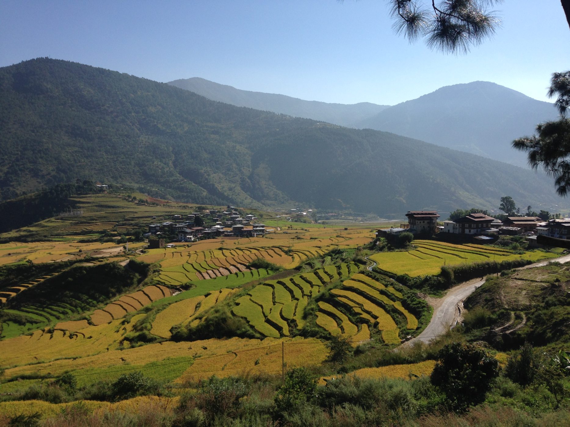 The Punakha valley with rice terraces turning gold and a farmhouse on the slope