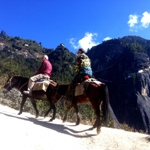 Pack horses on the trail