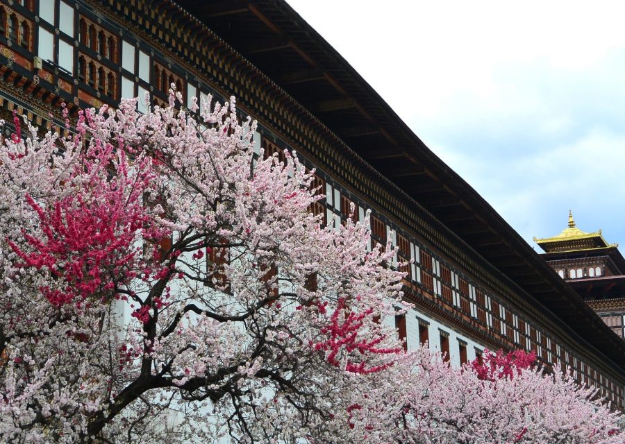 Peach blossoms in front of the stunning Thimphu Dzong